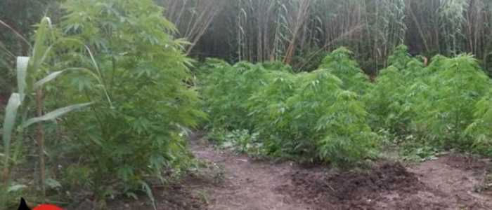 Droga: scoperte quattro coltivazioni canapa nel Vibonese
