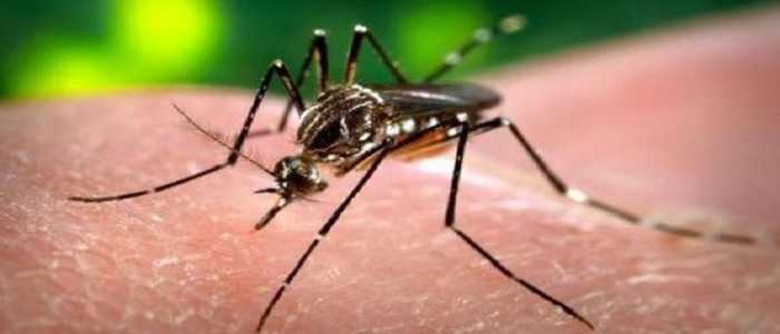 Verona, caso di febbre Dengue: ordinata la disinfestazione