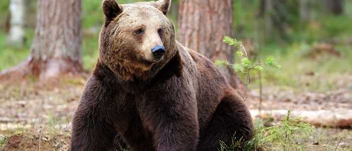 Trentino: emesso ordine di cattura per orso. Lega: "Abbattere quelli pericolosi"