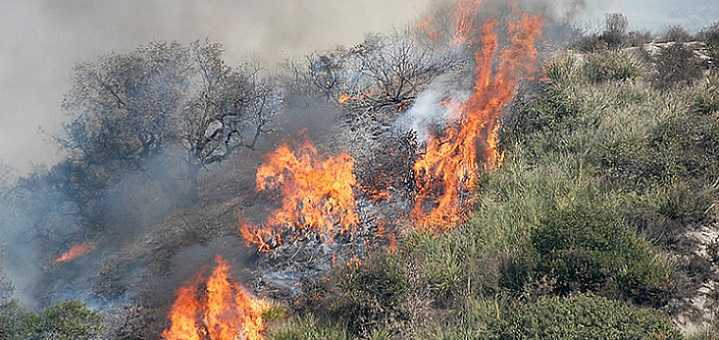 Incendi: Coldiretti, almeno 15 anni per ricostruire boschi