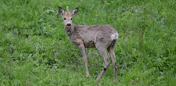 Avvistato un unicorno nelle Marche: un capriolo con una mutazione genetica