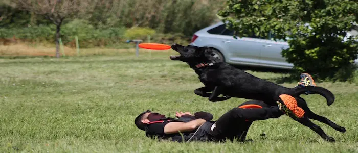 Sport cinofili, il Disc Dog. Intervista all'Istruttore Cinofilo FISC Francesco D'Alessandris