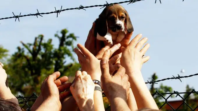 Tutela degli animali, al via l'esame della proposta a firma M5S