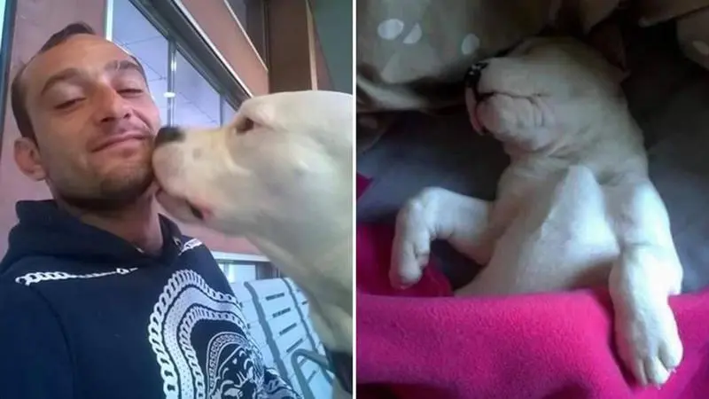 Danimarca: il cane Iceberg è salvo, presto tornerà in Italia