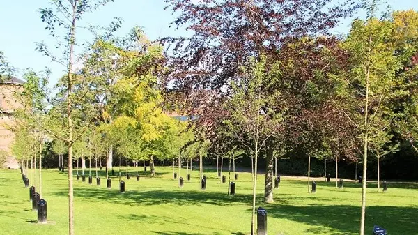 In Danimarca gli alberi sanno anche far musica