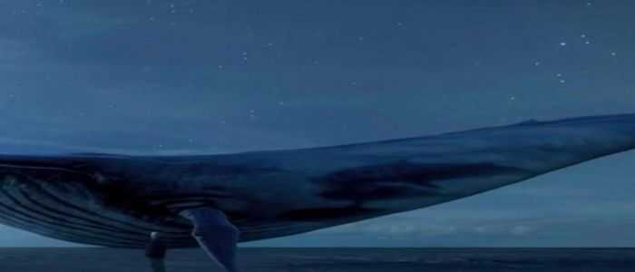 Blue Whale: sventato suicidio a Catania, denunciato un sedicenne cosentino