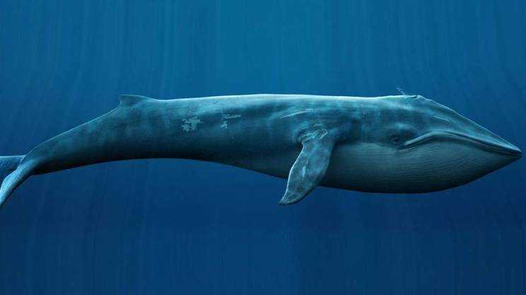 Blue Whale, Procura apre fascicoli. Nessun riscontro diretto al momento tra suicidi e "gioco" online
