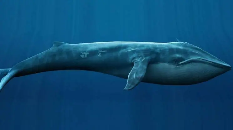 Blue Whale, Procura apre fascicoli. Nessun riscontro diretto al momento tra suicidi e "gioco" online