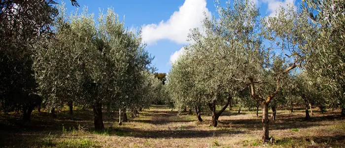 Vibo Valentia, omicidio a Mileto: libero il testimone