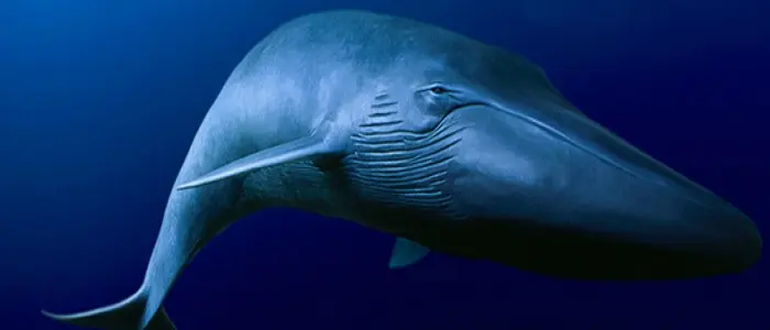 Blue Whale, presunto caso a Torino per tagli su braccia e labbra