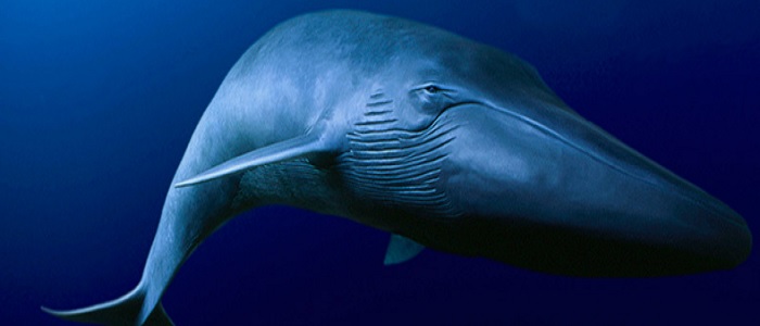 Blue Whale, presunto caso a Torino per tagli su braccia e labbra