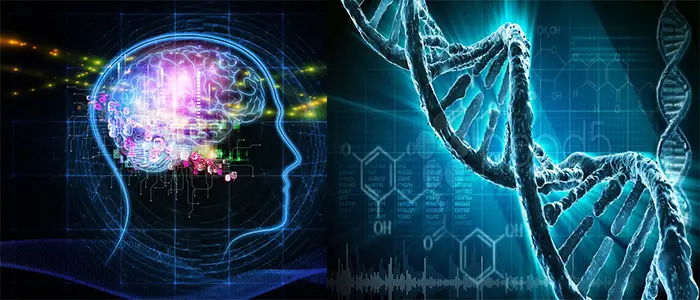 'Rigenerato' il cervello grazie al genoma 'spazzatura'