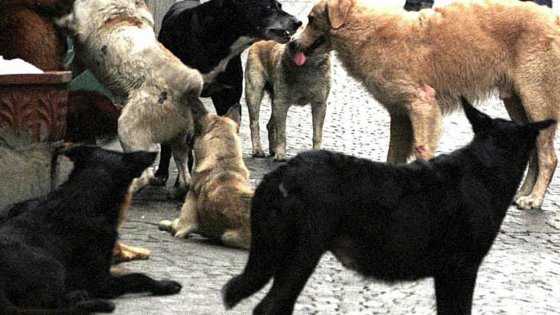 Cani segregati in un recinto senza cibo e costretti a sbranarsi tra loro, a processo