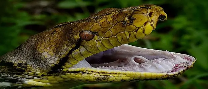 Indonesia, pitone di sette metri ingoia e uccide un uomo