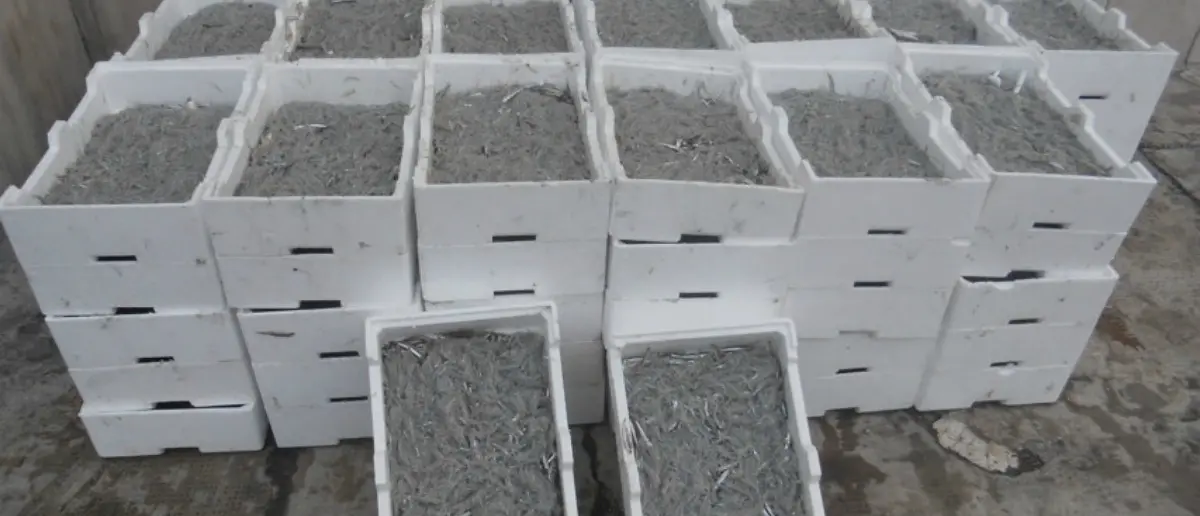 Polizia stradale Catanzaro sequestra 900 kg di 'bianchetto'