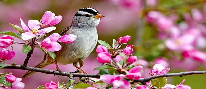 Domani sarà Primavera anche dentro di noi?