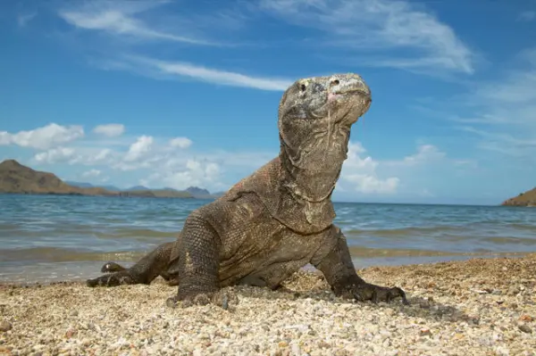 Parco nazionale di Komodo: una delle meraviglie del mondo dal 2011