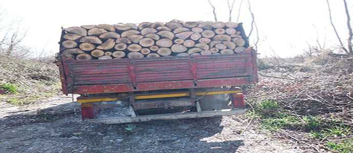 Bisignano: Furto di legna. Arrestate tre persone (Foto)