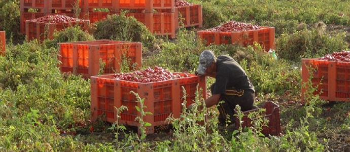 Foggia, arrestato 'caporale': reclutava braccianti