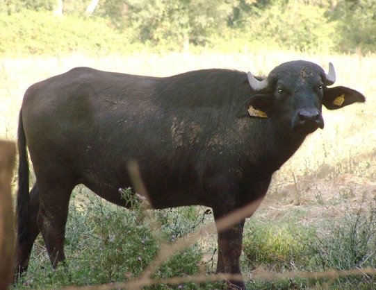 Caserta, carne e latte infetti da brucellosi: sequestrato laboratorio analisi