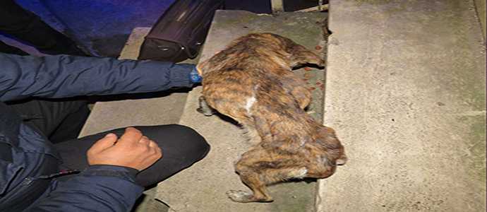 Cani ridotti pelle e ossa: la Polizia Provinciale denuncia un uomo per maltrattamento di animali
