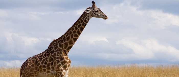 L'allarme dei biologi: le giraffe sono a rischio di estinzione