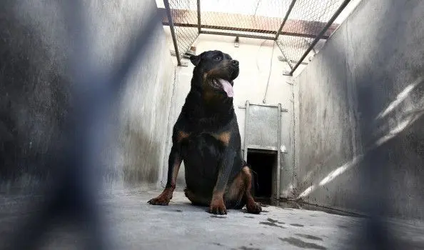 Giovane azzannato da rottweiler, denunciata la proprietaria 