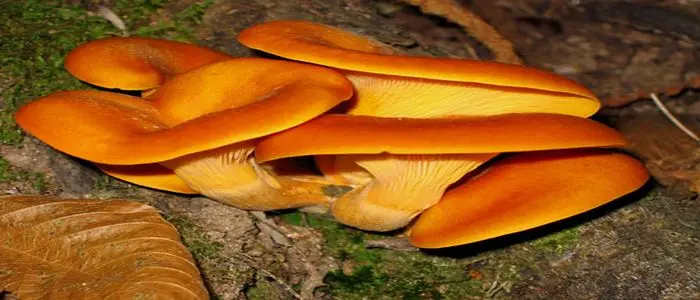 Sette intossicati da funghi in Gallura