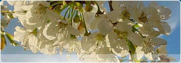 Cicatrici e tatuaggi affini: Cogito ergo Soffro