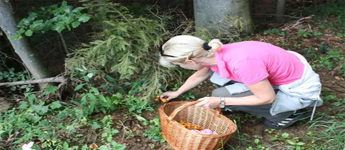 Donna avvelenata da funghi salvata da medici
