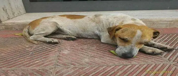 Palermo, cercasi simil Jack Russell smarrito in zona Cinisi Terrasini