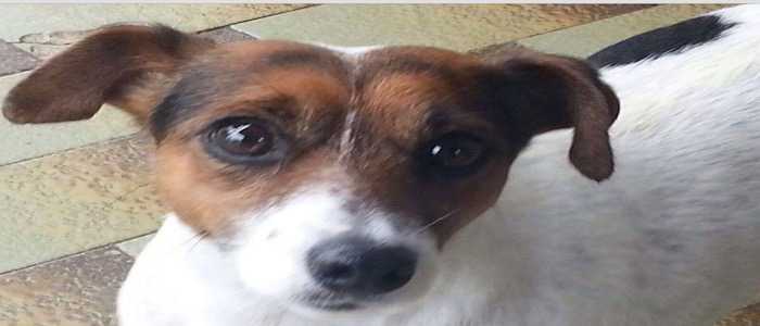 Baby, Jack Russell Terrier femmina di 4 anni cerca adozione