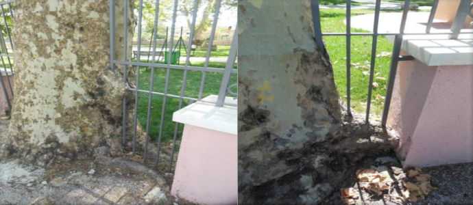 Scempio di alberi a Casalvieri e Sora [Foto]