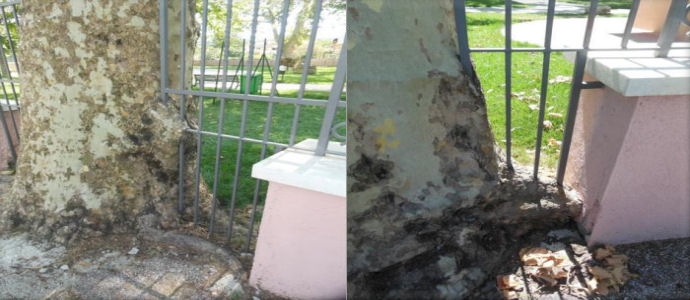 Scempio di alberi a Casalvieri e Sora [Foto]