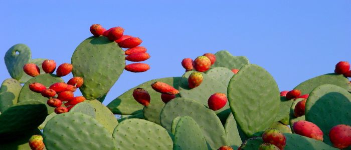 Nasce in Sicilia la prima filiera del ficodindia