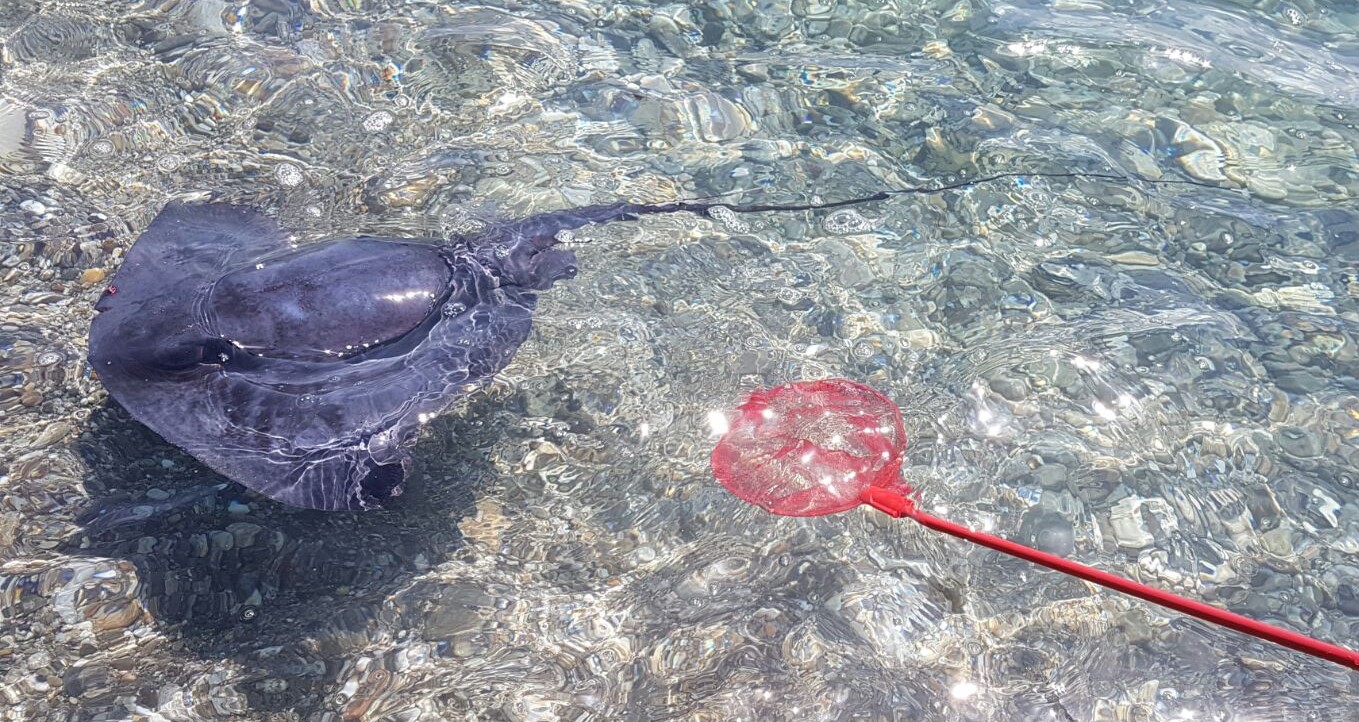 Spettacolo naturale a Simeri Mare (CZ): razza partorisce sulla battigia