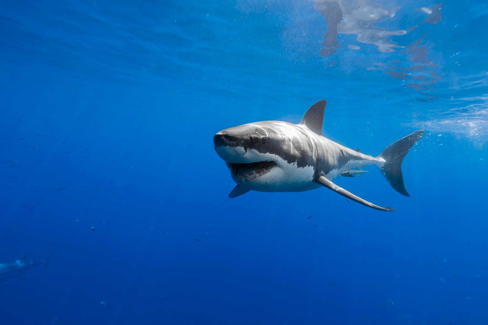 Messina: squalo bianco di oltre cinque metri avvistato nelle acque dello stretto