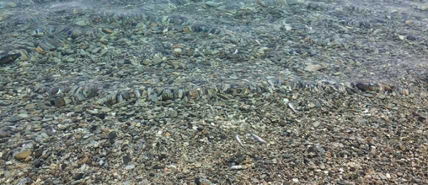 Mistero nel catanzarese, migliaia di pesci morti inspiegabilmente [VIDEO e FOTO]