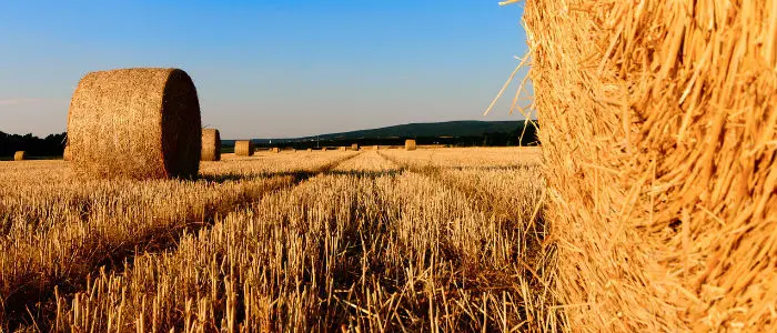 Mulinum: la più grande startup agroalimentare è calabrese e nasce in Rete