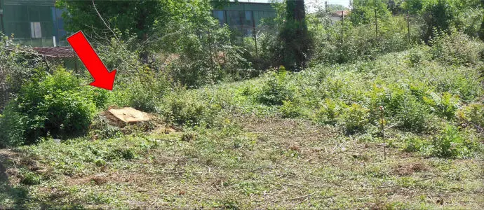 Santulli, querce tagliate: nuovo scempio [Foto]