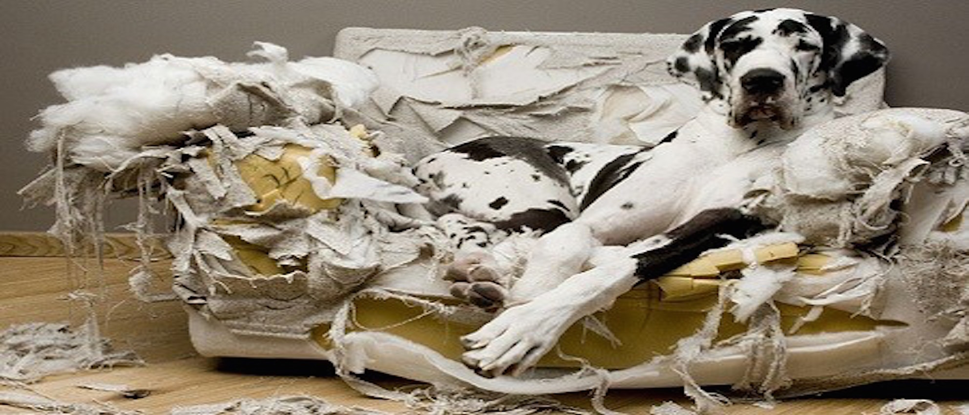 L'ansia da separazione: diario di un cane