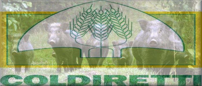 Allarme Coldiretti ancora danni da cinghiali serve regolamentazione