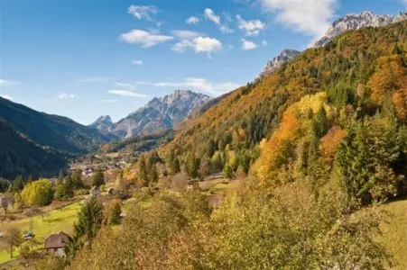 Udine, anziano cade nel bosco e muore, il cane lo veglia tutta la notte e indirizza i soccorsi