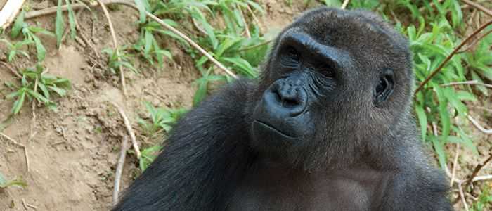 Ohio, gorilla ucciso per salvare bimbo caduto nel recinto: accuse ai genitori negligenti