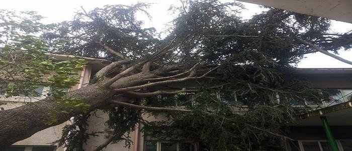 Padova, maltempo: albero cade sulla bancarella di un mercatino dell'antiquariato, tre feriti