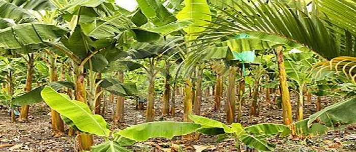Colombia, sequestrate otto tonnellate di cocaina: droga nascosta in una piantagione di banane