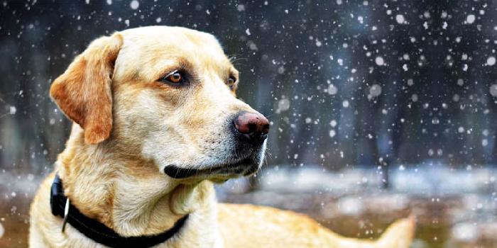 Cani Labrador obesi per colpa di un gene