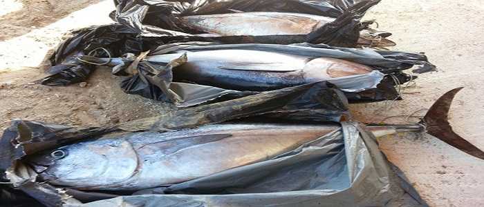 Pescara: sequestrati circa 200 kg di tonni rossi pescati di frodo