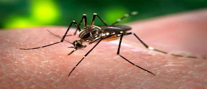Virus Zika: Google finanzierà ricerca sul genere "Culex"