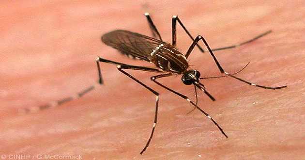 Virus Zika: Zanzare ogm tra le soluzioni per combatterlo